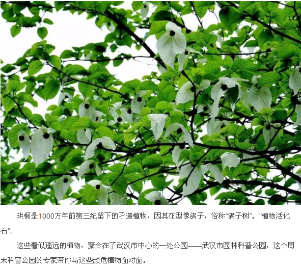 武汉这个公园偏藏奇花异草，周末带你探访这群植物界的远古来客！
