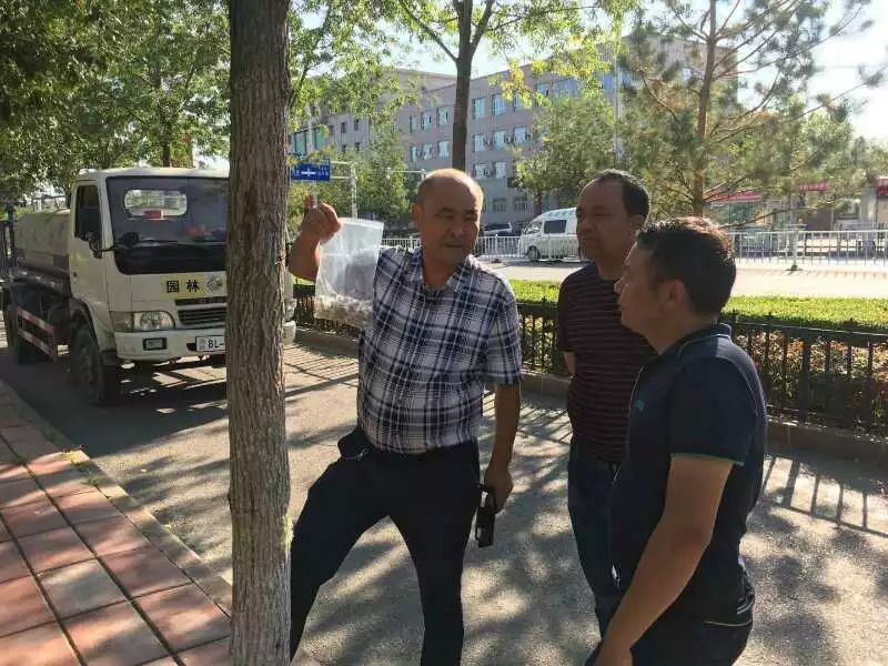 武汉援疆专家的新技术让树苗再现生机
