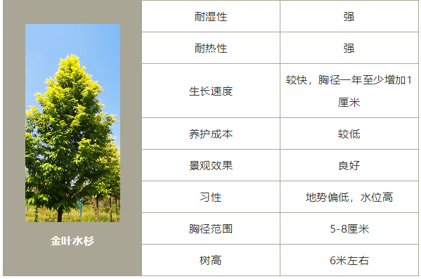 栽上这种行道树，行走时一路“黄金”相伴
