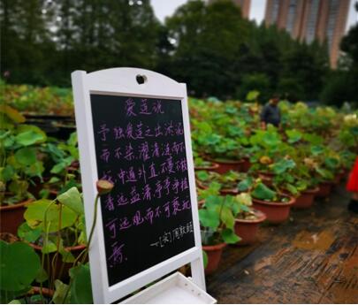 “探秘――《爱莲说》里藏有多少个荷花之谜”――记2020全国科普日武汉市园林科学研究院 市民园林学?？破展婊疃? onmousewheel=