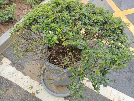 植物医生“把脉会诊”，盆栽杜鹃有望新生
