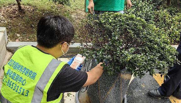 植物医生“把脉会诊”，盆栽杜鹃有望新生