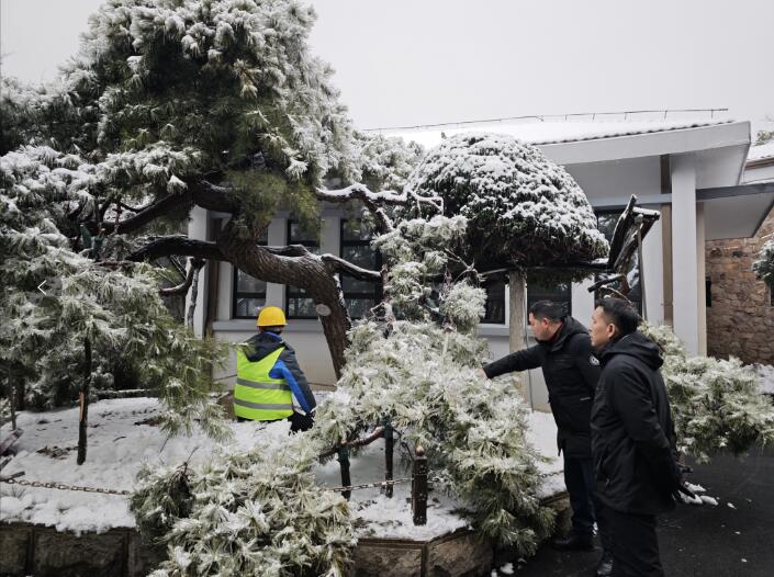 我院指导古树名木雨雪冰冻灾害救护
