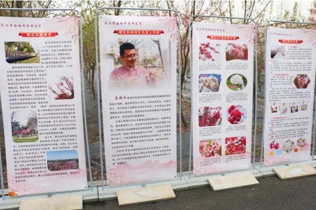 在“国樱摇篮”园科院，共赴樱花嘉年华