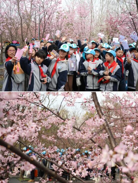 在“国樱摇篮”园科院，共赴樱花嘉年华