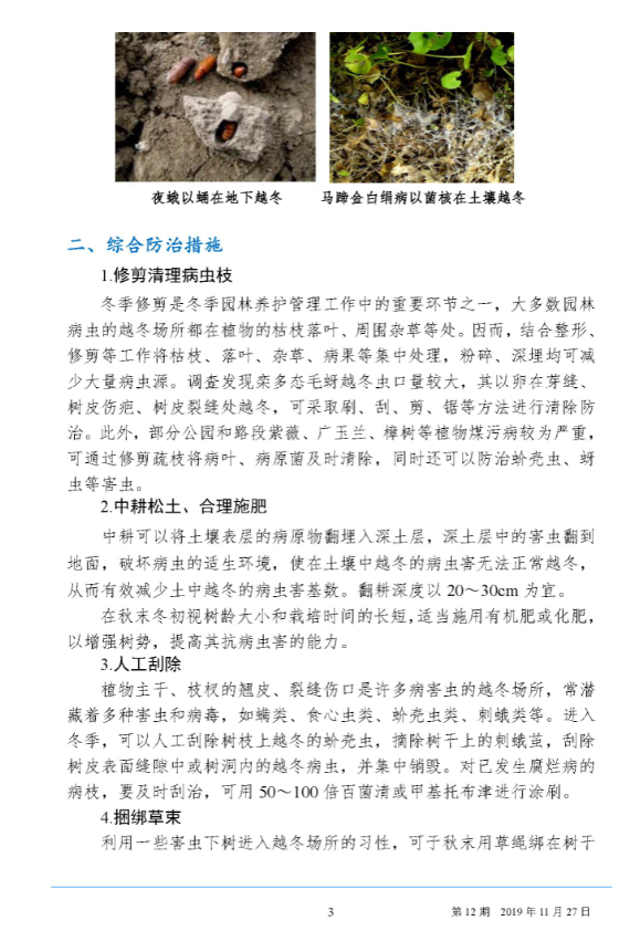 武汉园林病虫害预测预报 2019 年第12期