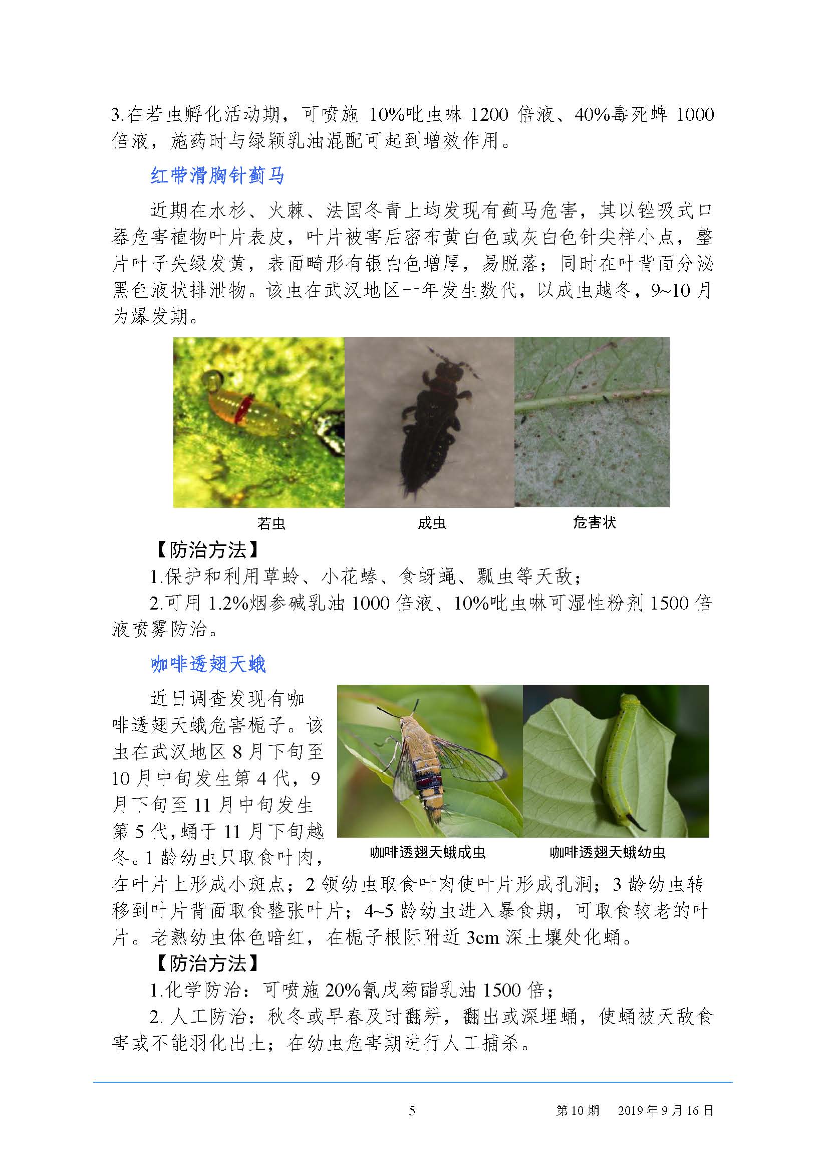 武汉园林病虫害预测预报 2019 年第10期