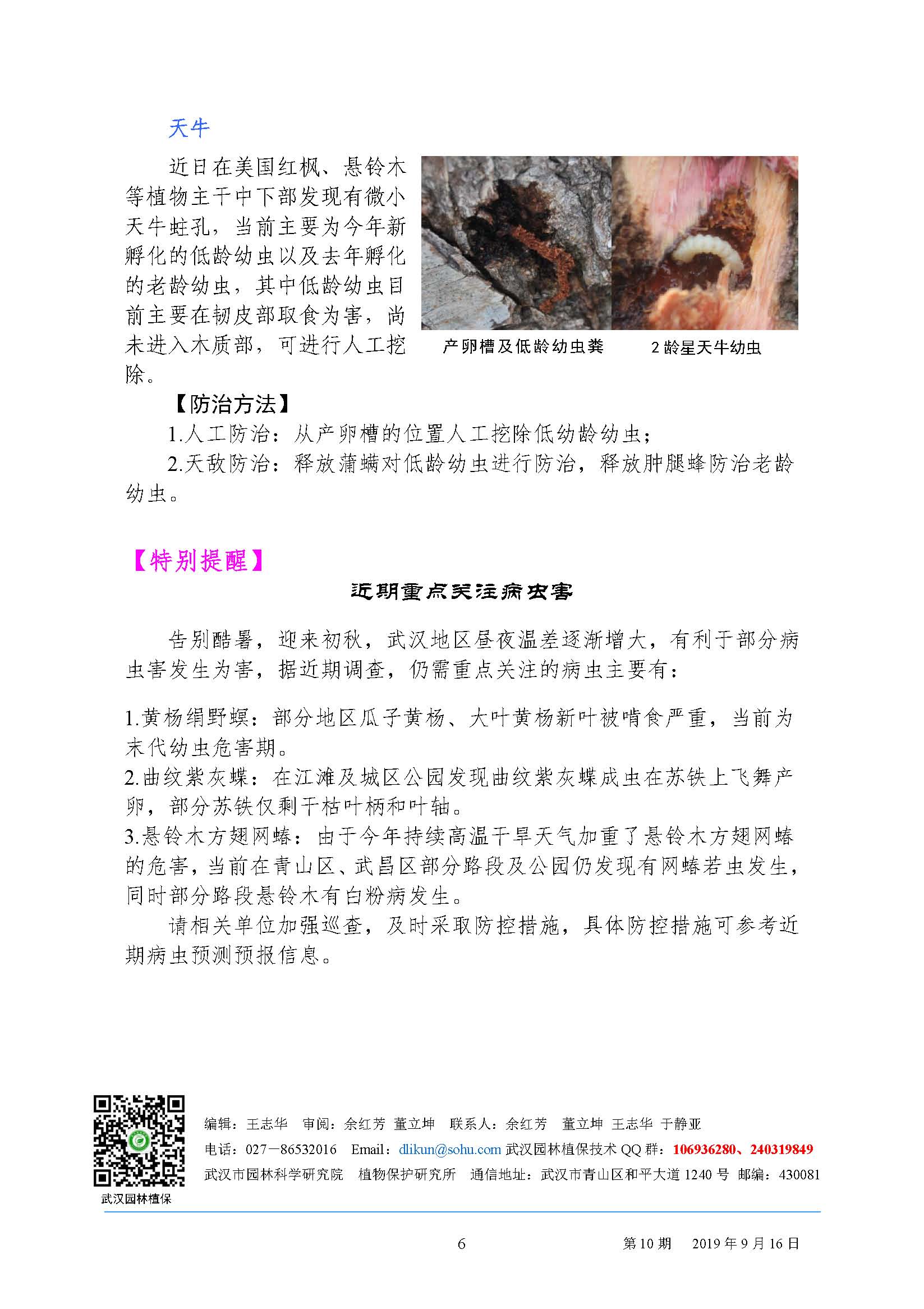 武汉园林病虫害预测预报 2019 年第10期