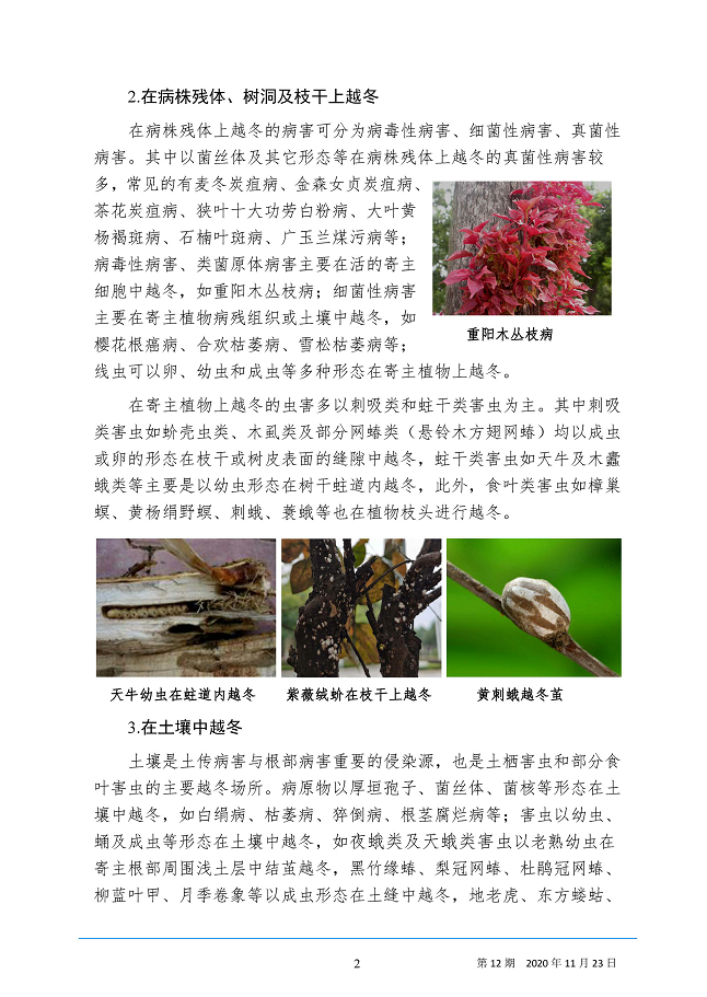 武汉园林病虫害预测预报 2020年第12期