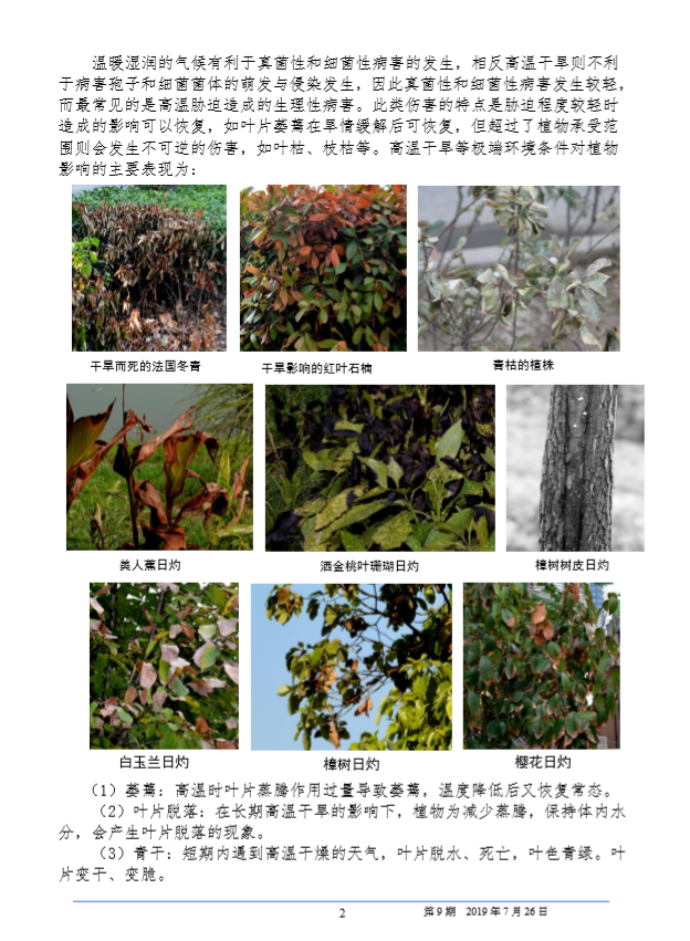 武汉园林病虫害预测预报 2019 年第 9期