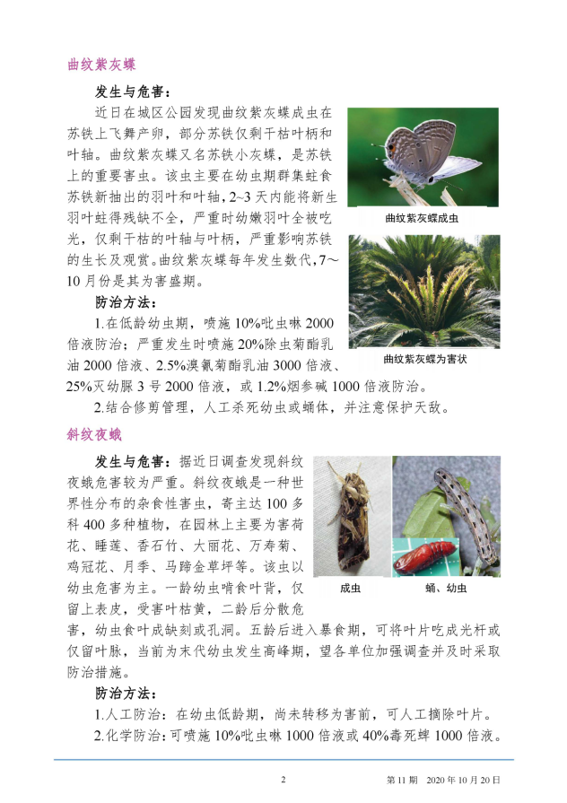 武汉园林病虫害预测预报 2020年第11期